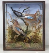 An antique taxidermy Case displaying a pair of Jays perched amongst bracken and seeding grasses