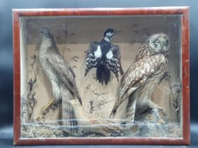 An antique mahogany and glazed taxidermy Case displaying a Short-eared Owl, Sparrowhawk, Corncrake