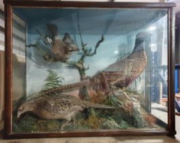 An antique taxidermy Case displaying a pair of Pheasants and a Jay amongst naturalistic setting