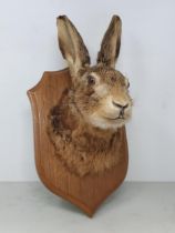 A taxidermy Brown Hare Mask on oak shield