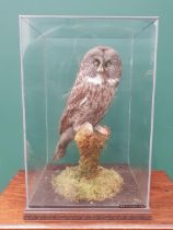 A glazed taxidermy Case displaying a Great Grey Owl on lichen covered perch