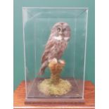 A glazed taxidermy Case displaying a Great Grey Owl on lichen covered perch