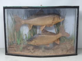 A bow fronted taxidermy Case displaying a pair of Common Carp 1ft 9in W x 1ft 2in H