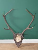 A set of 8 point Red Stag Antlers on oak shield 2ft 2in W