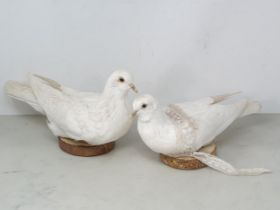 A pair of taxidermy white Doves on circular wooden bases