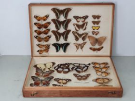 An antique pine Lepidoptery Case containing African and Neotropical species including Danaus