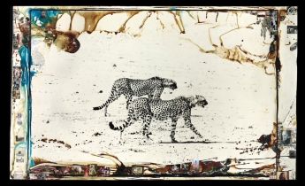 PETER BEARD (b 1938) Huntng Cheetahs on the Tarn Desert