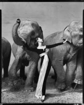 Richard Avedon (1923-2004) Dovima with Elephants