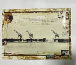 Peter Beard Giraffes in Mirage Taru Desert Photo Print