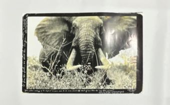 Peter Beard "African Elephant" Photo Print