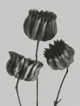 Karl Blossfeldt "Flower" Print