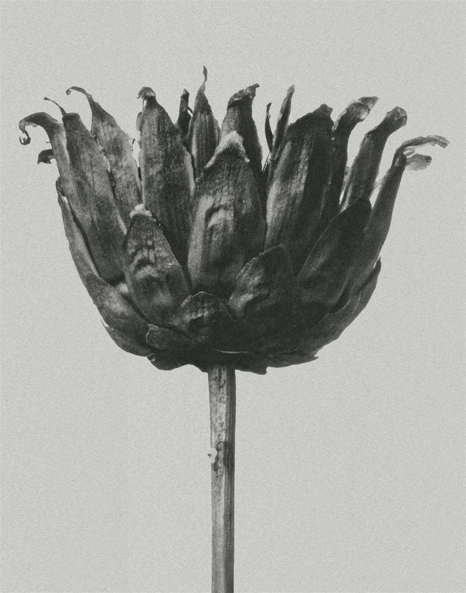Karl Blossfeldt "Flower" Print