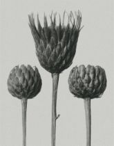 Karl Blossfeldt "Flower" Print