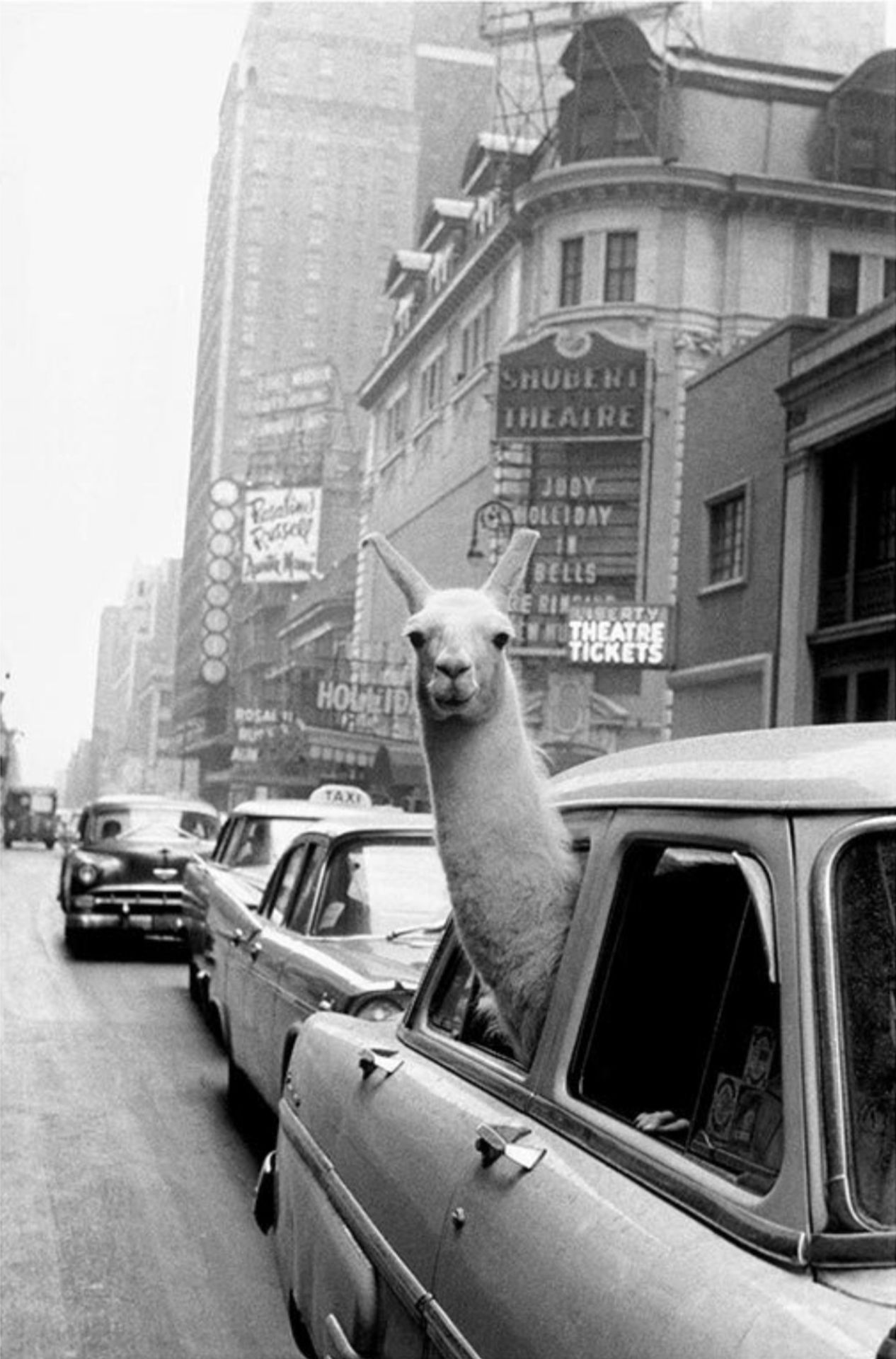 Inge Morath "Llama in Times Square, New York, 1957" Photo Print