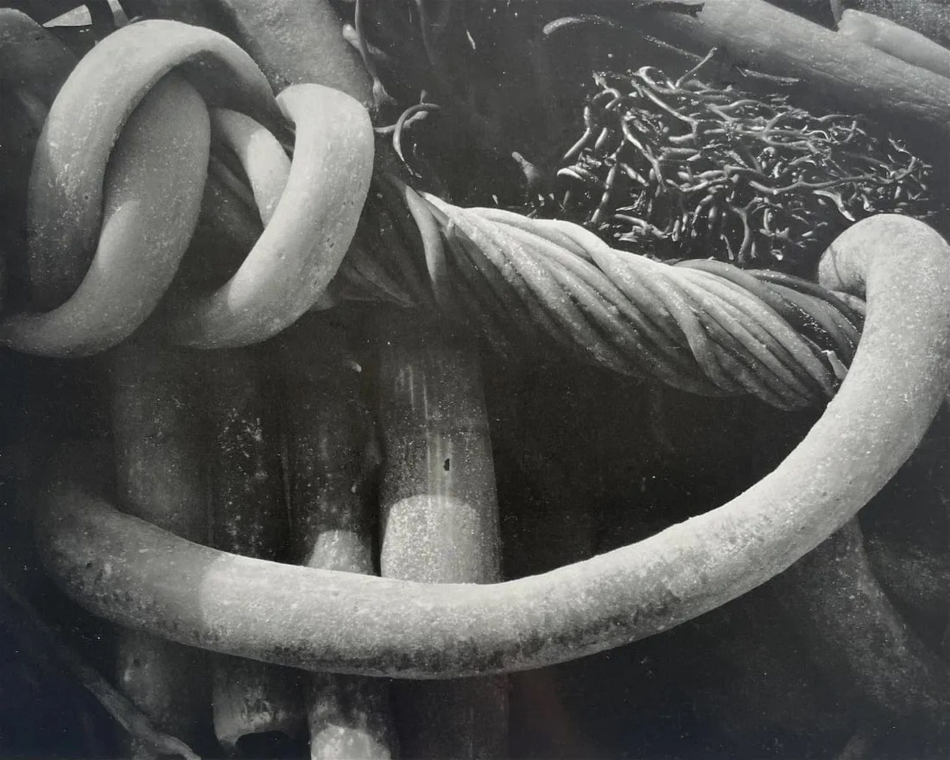 Edward Weston "Kelp, 1930" Print