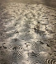 Peter Beard "Zebra Cruelty" Print
