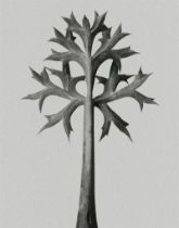 Karl Blossfeldt "Flower" Print