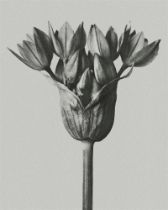 Karl Blossfeldt "Flower" Print