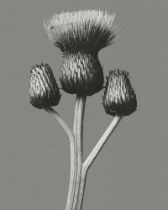 Karl Blossfeldt "Flower" Print