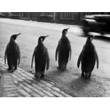 Werner Bischof "Penguins, Edinburgh, Scotland, 1950" Photo Print