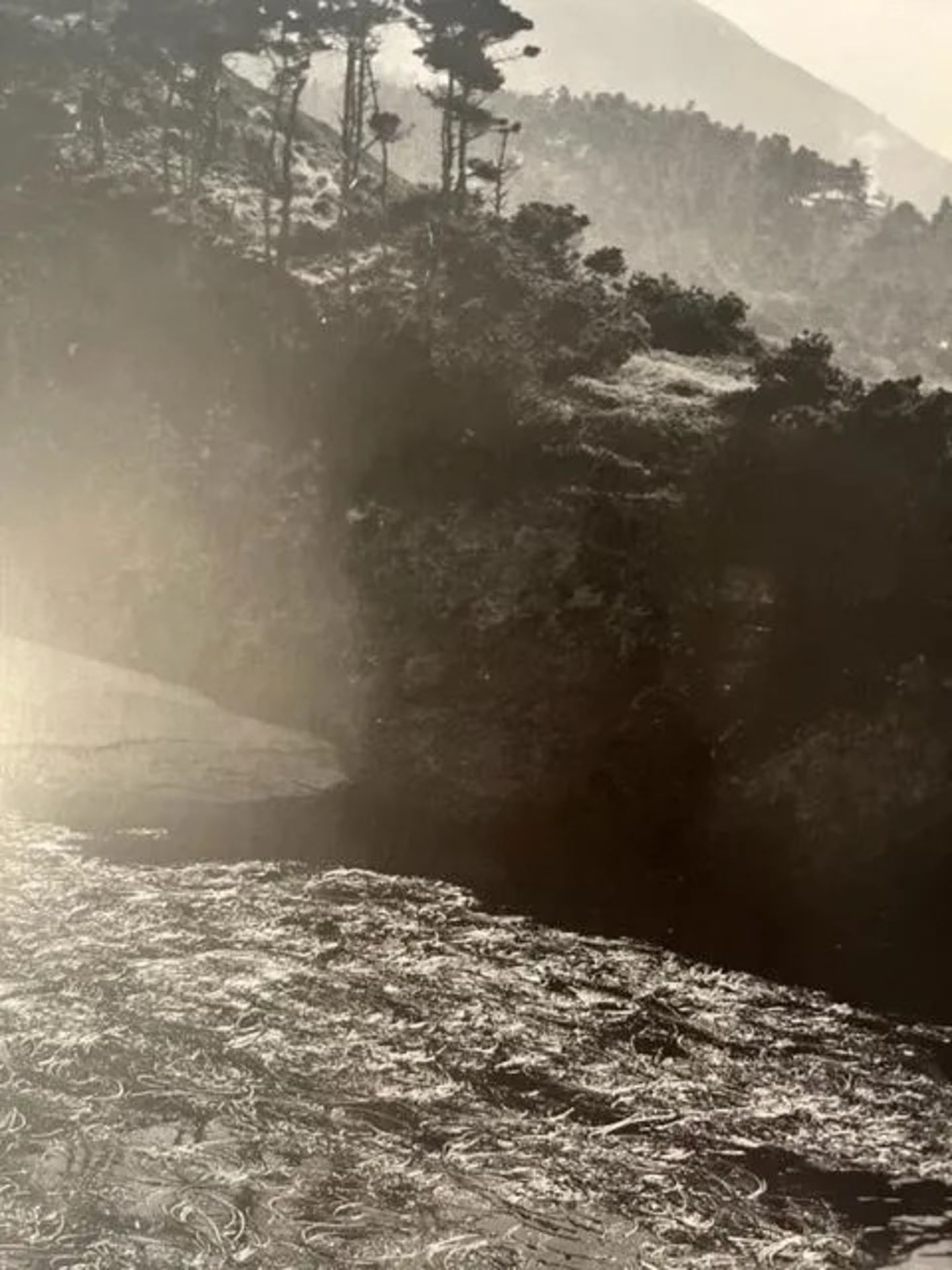 Edward Weston "Hawaii" Print - Bild 6 aus 6