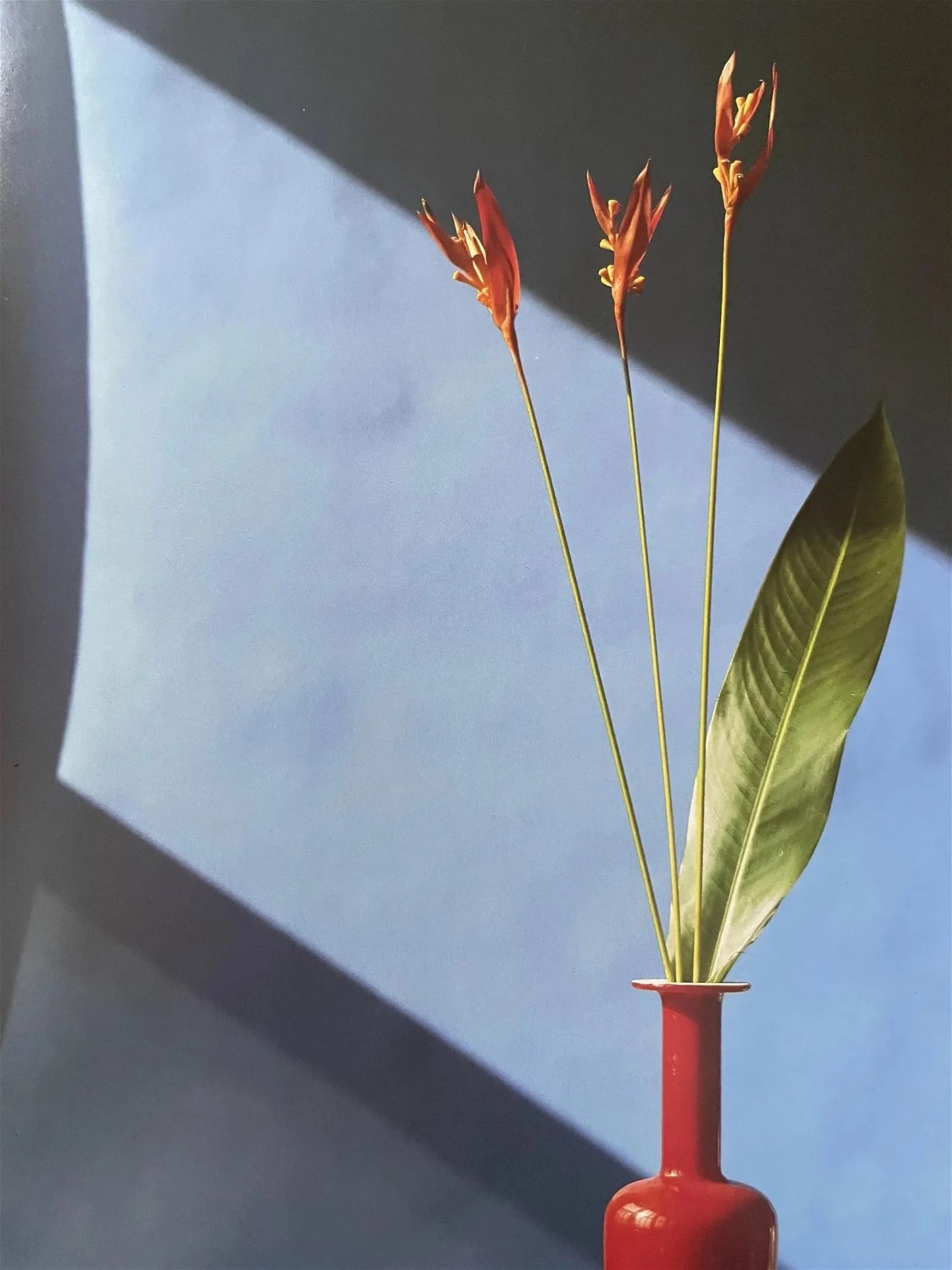 Robert Mapplethorpe "Flowers, 1982" Print - Image 3 of 6