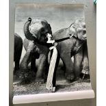 RICHARD AVEDON DOVIMA WITH ELEPHANTS
