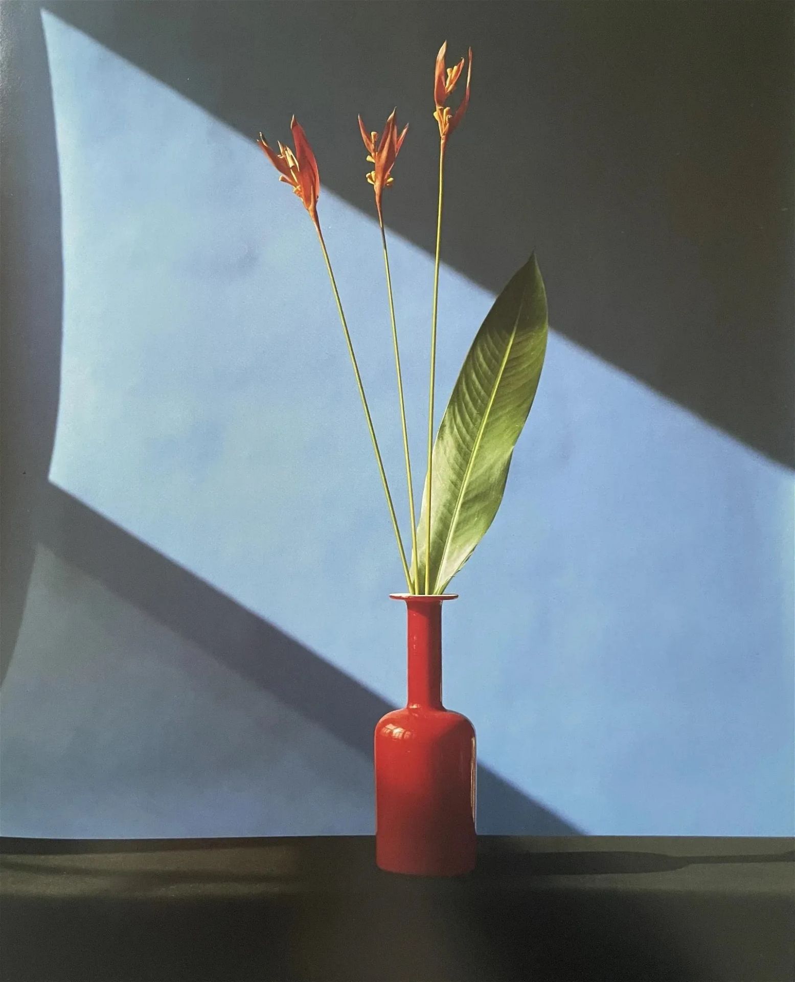 Robert Mapplethorpe "Flowers, 1982" Print