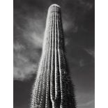 Ansel Adams - Saguaro Cactus, Sunrise, Arizona, 1942