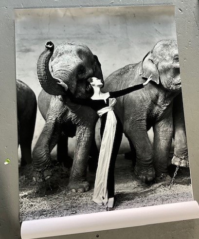 RICHARD AVEDON DOVIMA WITH ELEPHANTS - Image 2 of 4