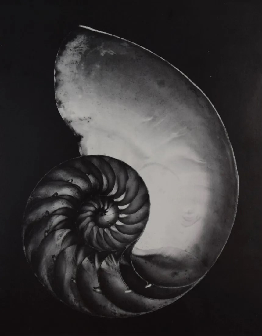 Edward Weston - Nautilius, 1927