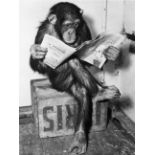 Otto Bettmann "Chimpanzee Reading Newspaper" Photo Print