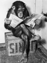 Otto Bettmann "Chimpanzee Reading Newspaper" Photo Print