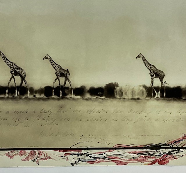 PETER BEARD "GIRAFFES" GLOSSY PHOTO PRINT - Image 5 of 9