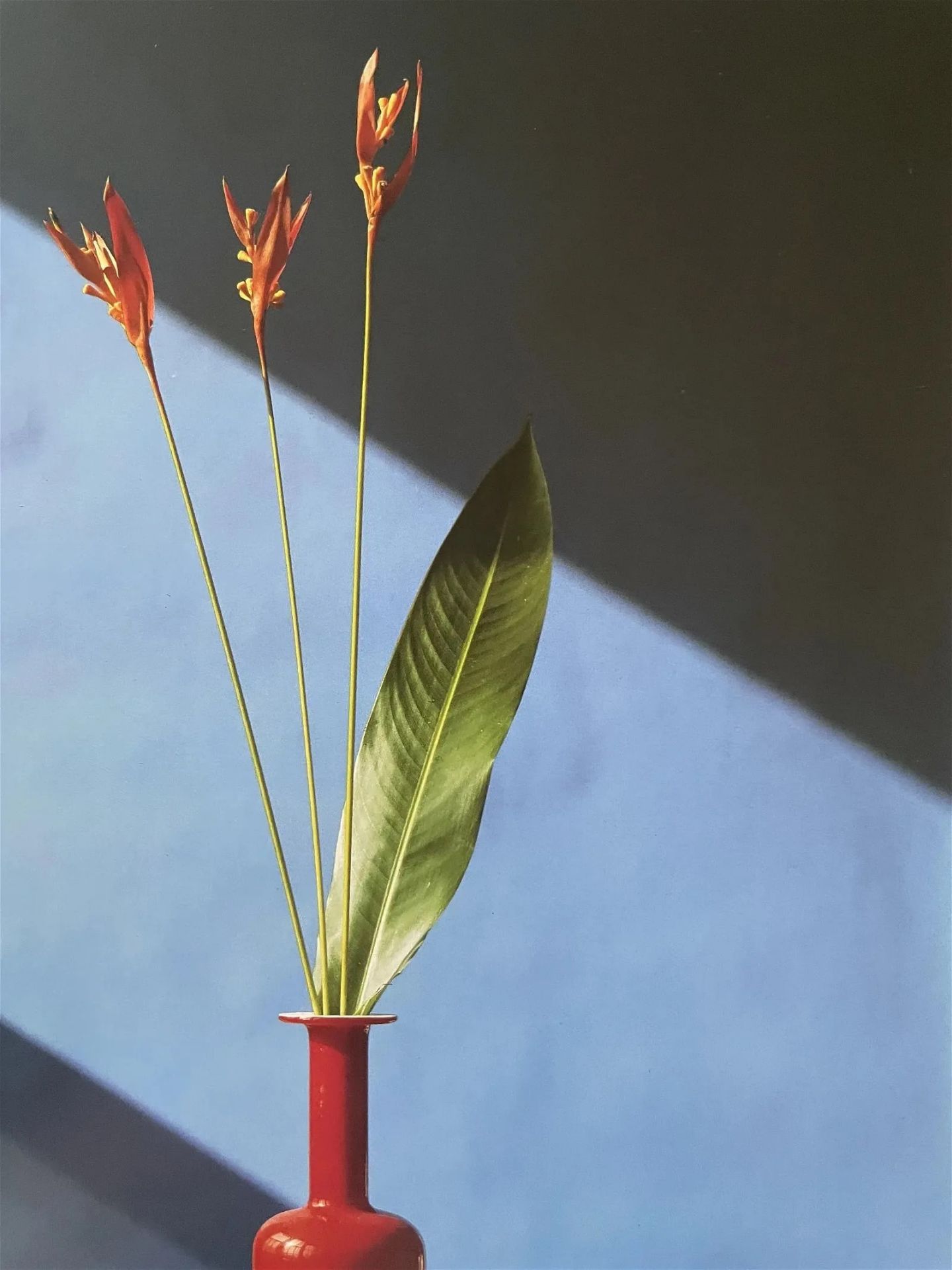 Robert Mapplethorpe "Flowers, 1982" Print - Image 2 of 6