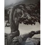 Ansel Adams, phot litho (Jerffrey Pine)
