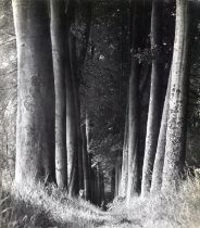 Man Ray: Woods