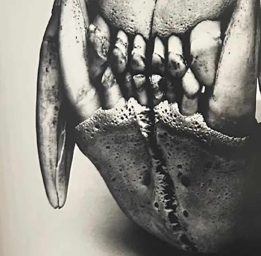 Irving Penn "Untitled" Print - Bild 3 aus 6