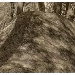 Ansel Adams "Tree Shadow" Print