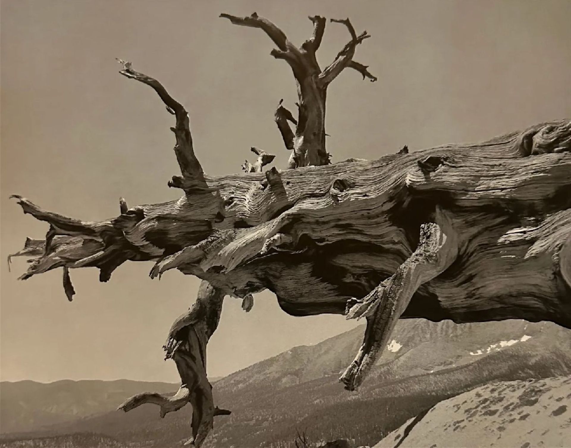 Ansel Adams "Fallen Tree" Print - Image 6 of 6
