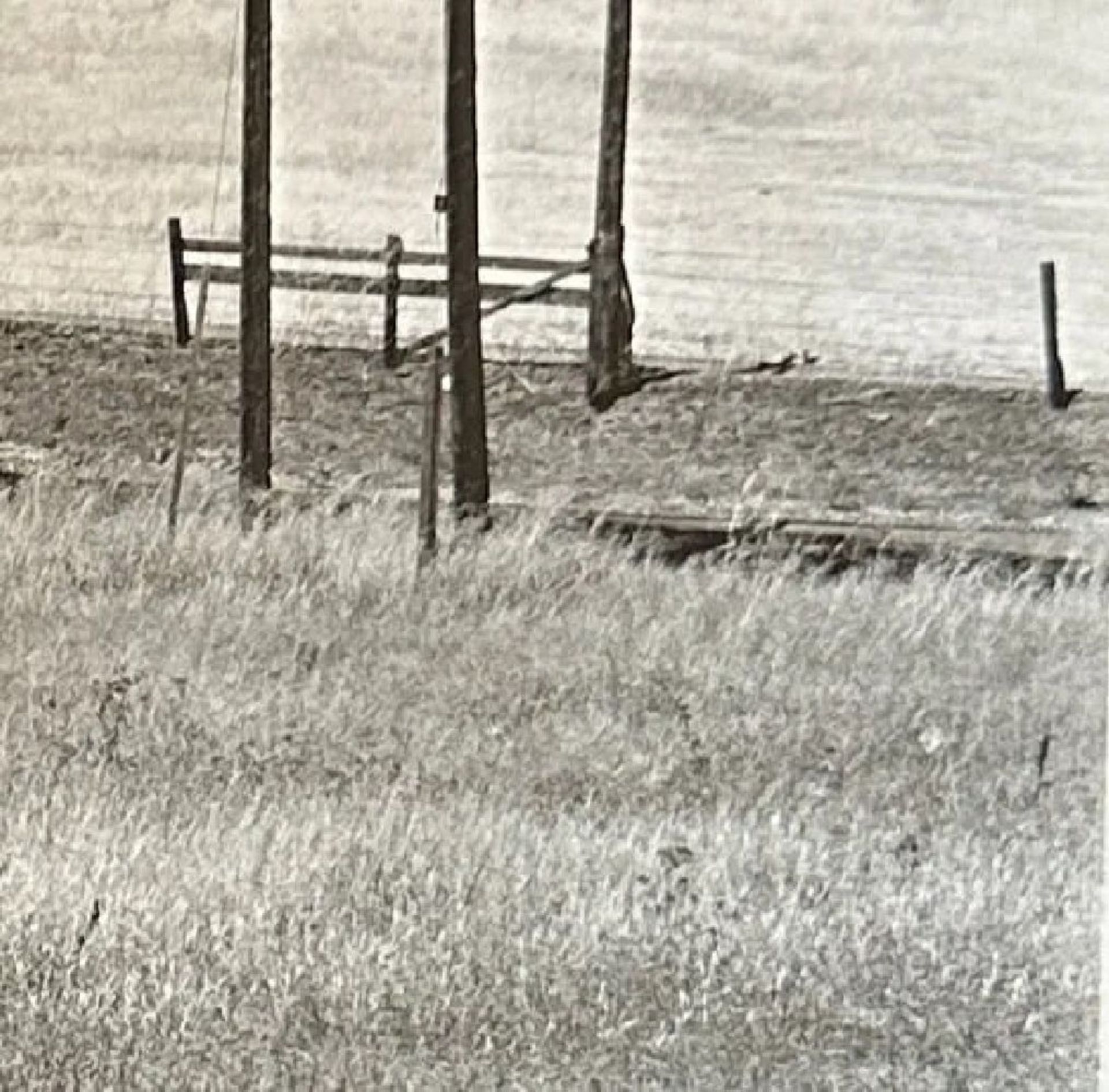 Edward Weston "Untitled" Print - Image 5 of 6