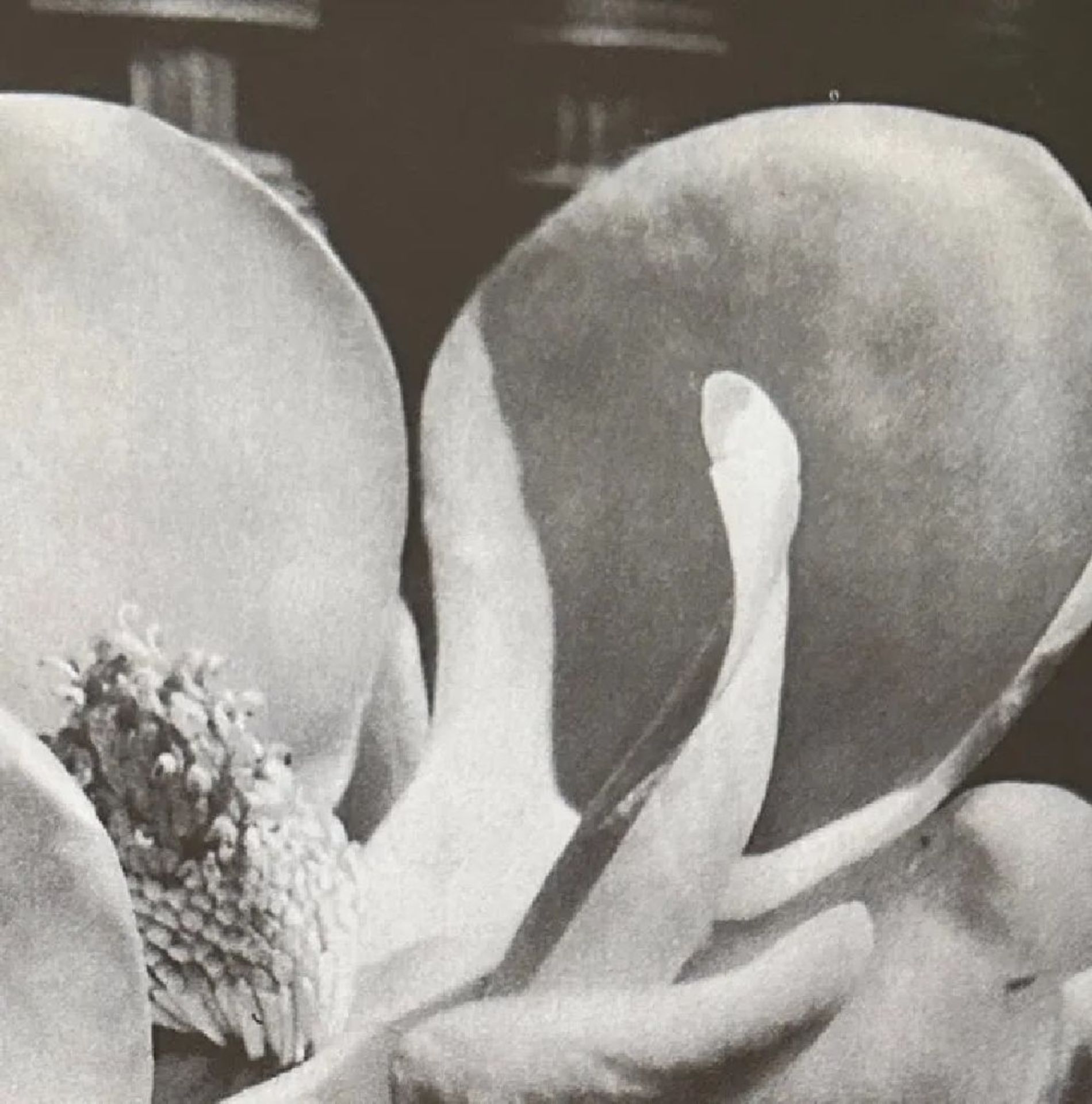 Man Ray "Untitled" Print - Bild 5 aus 5