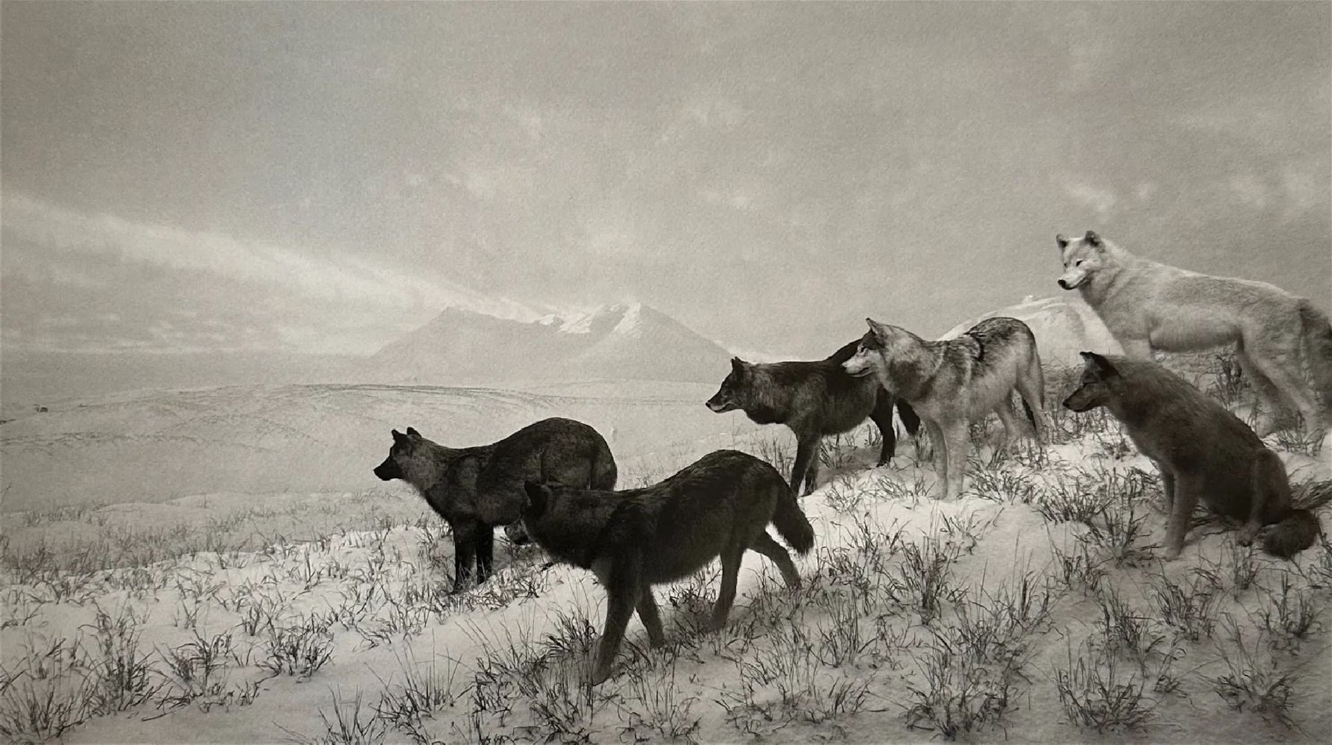 Hiroshi Sugimoto "Untitled" Print. - Bild 5 aus 5