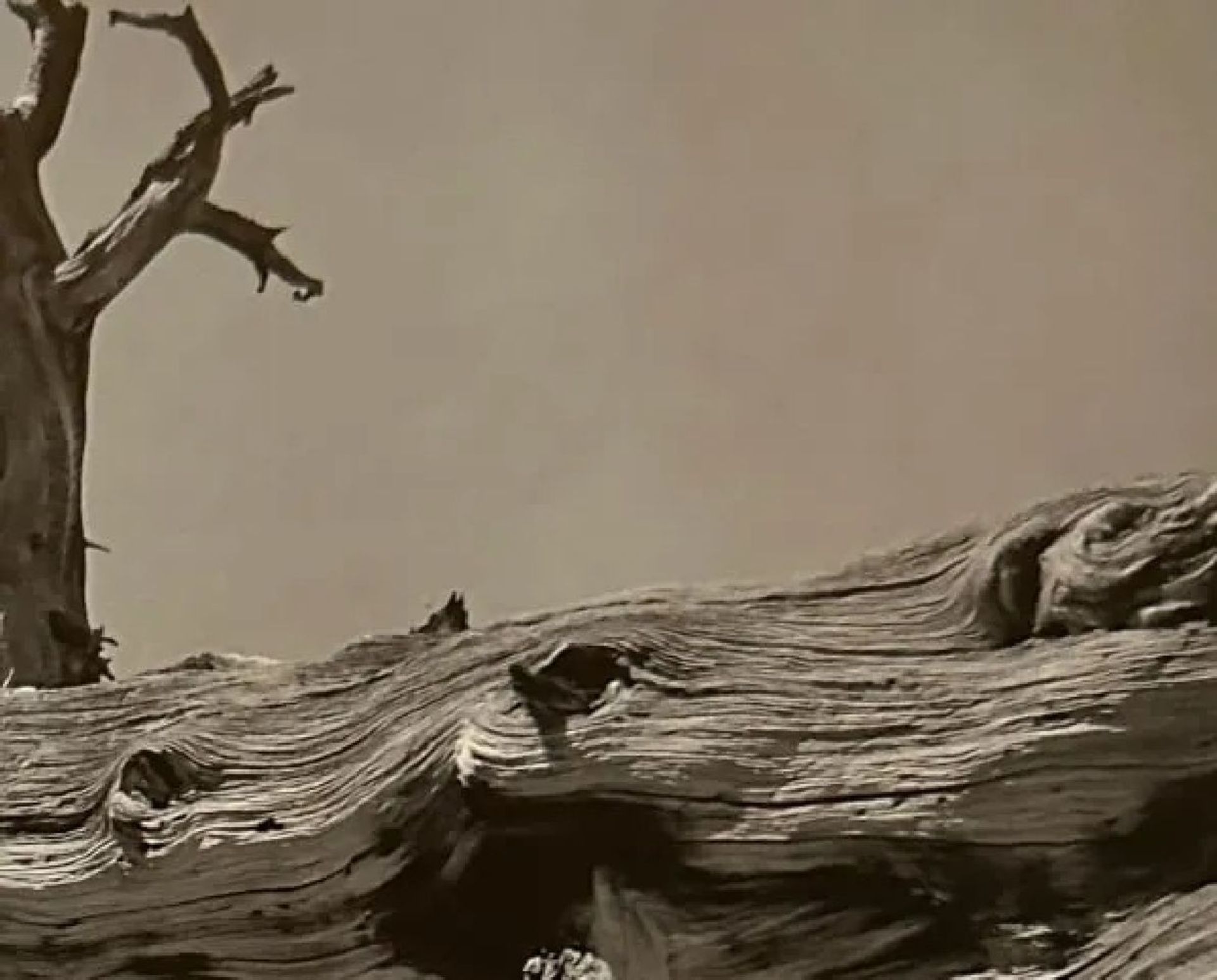 Ansel Adams "Fallen Tree" Print - Image 3 of 6