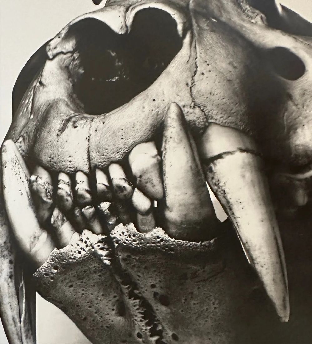 Irving Penn "Untitled" Print - Bild 6 aus 6