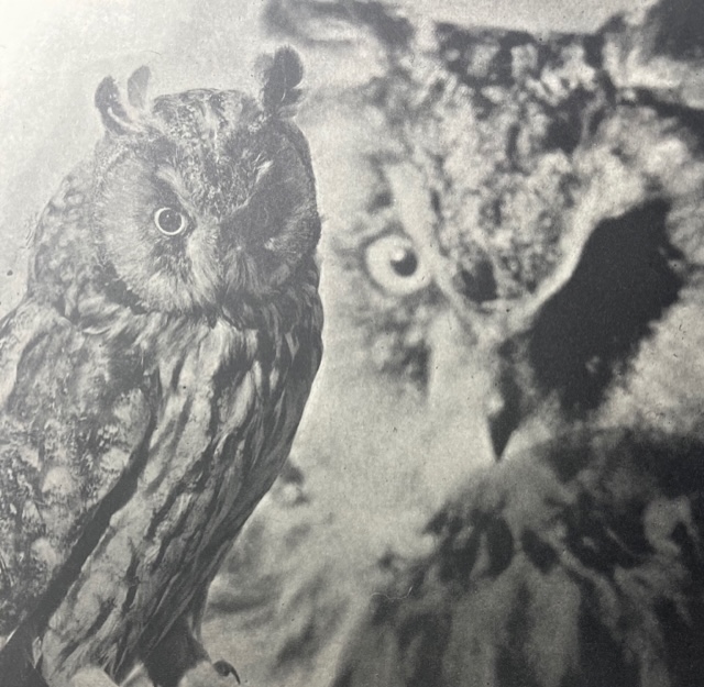 Jim Dine "Untitled" Print.