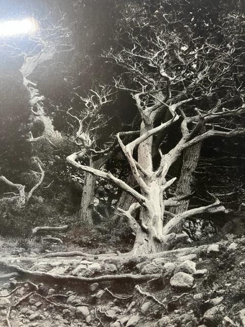 Edward Weston "Cypress Root" Print. - Image 2 of 6