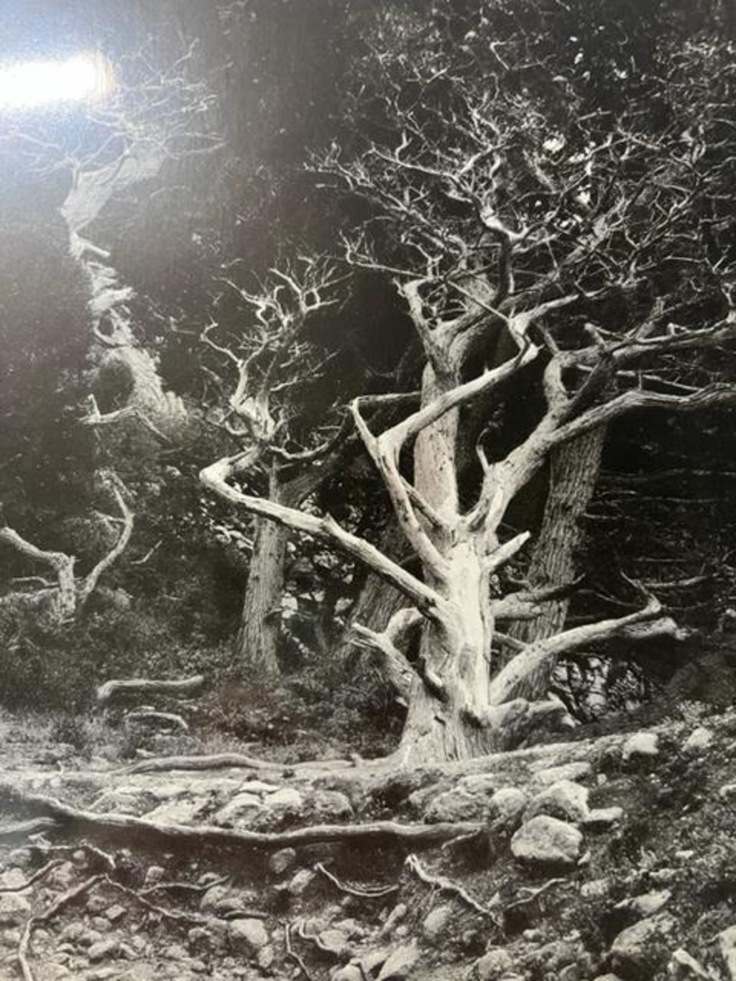 Edward Weston "Cypress Root" Print. - Bild 2 aus 6