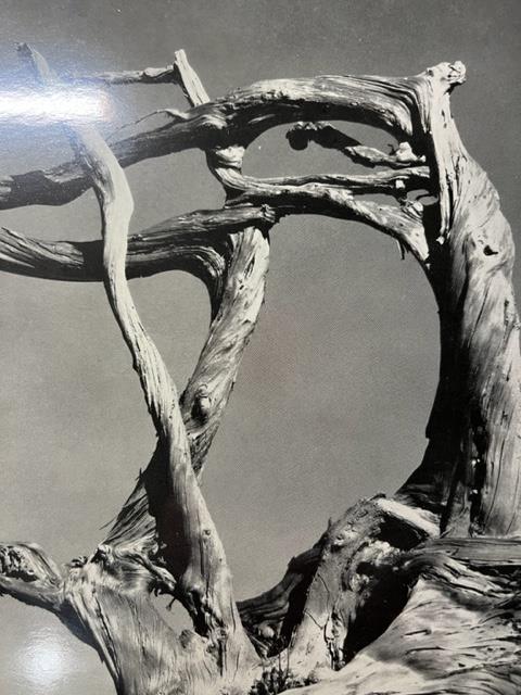 Edward Weston "Cypress, Rock, Stone Crop" Print. - Image 5 of 6