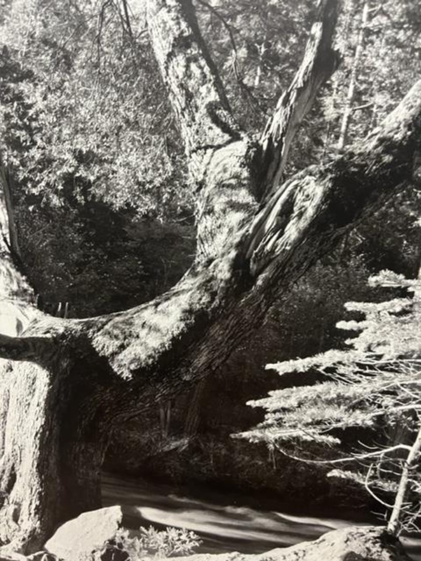 Ansel Adams "Early Morning" Print. - Bild 6 aus 6